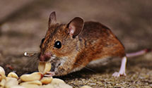 24 Hour & Emergency Exterminators in Davis Station, SC